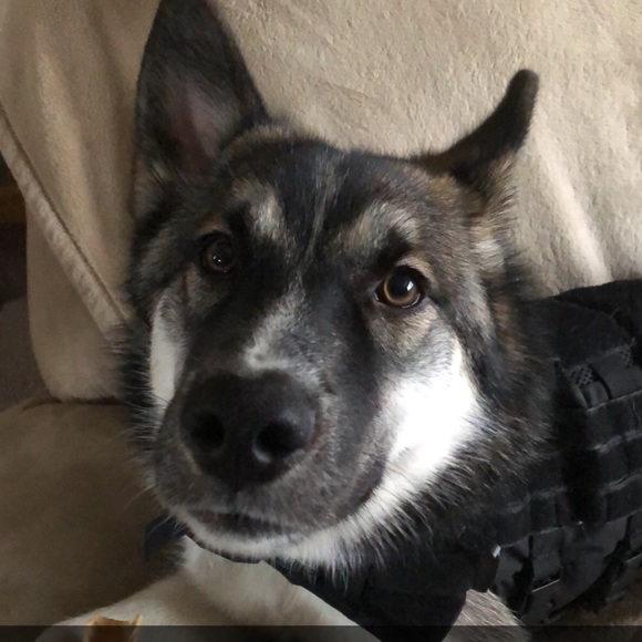 Meet your Posher, Indigo Raine - Picture 3 of 15